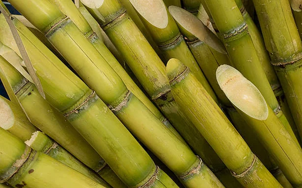 Sugarcane